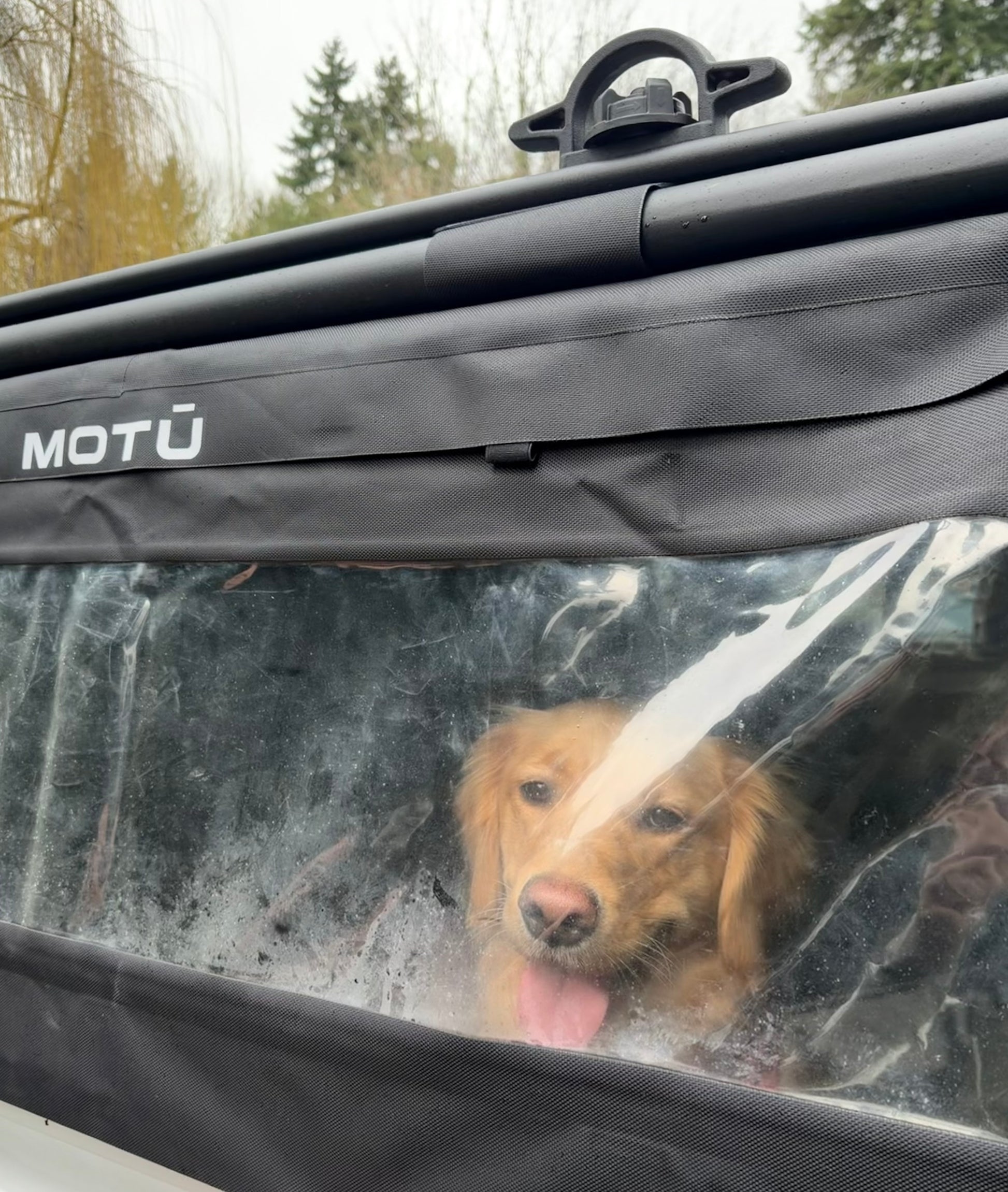 Dog protected from rain by MOTU hybrid truck cap, integrates a soft top canopy and exoskeleton gear rack on a Toyota Tacoma pickup. Waterproof. 