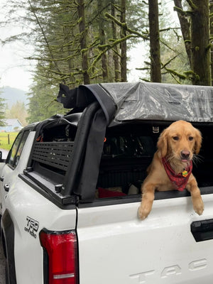 Dog sitting in the back of a white Toyota Tacoma truck with a black MOTU hybrid tuck cap with windows open in a forest setting.