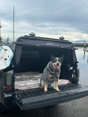 Dog sitting in back of Toyota Tacoma sheltered from weather by MOTU hybrid truck cap. 